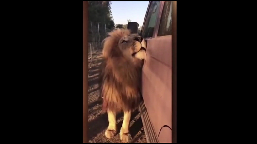 Відео: Товариський лев заграє з туристами в автомобілі