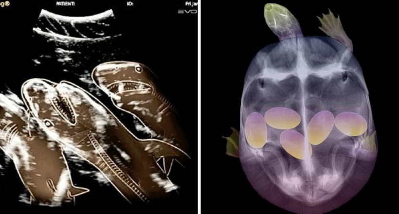 15 неймовірних рентгенівських знімків вагітних тварин, що приводять у захват