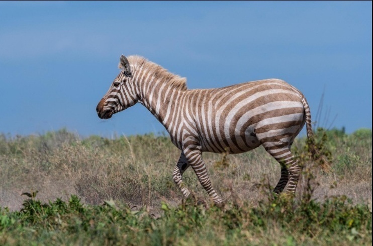 Блондинка у світі тварин: фотограф відобразив рідкісну зебру-альбіноса
