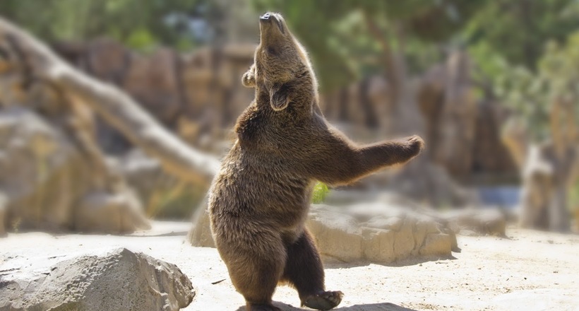 Зірка танцполу: у Китаї знайшли танцюючого ведмедя, який підкорив мережа