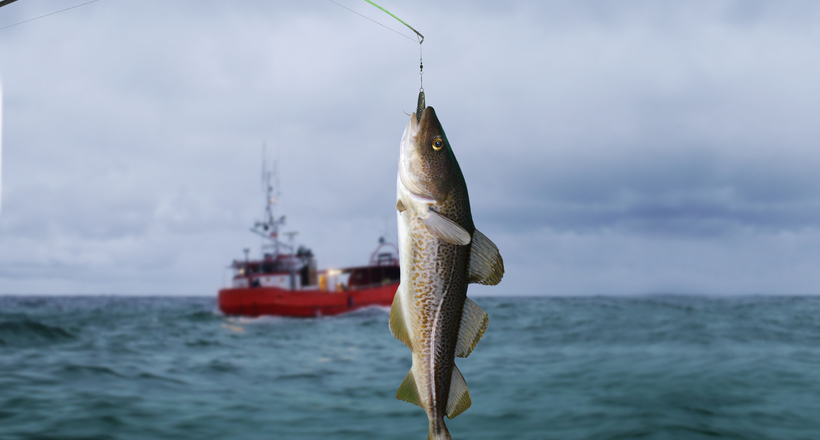 Повчальна історія Ньюфаундлендской банки: чи може в море закінчитися вся риба