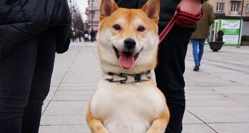 Дует фотографів зробив чарівний фотоблог про собак на вулицях Вільнюса