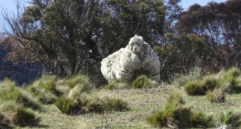 Чудеса метаморфоз: як через 5 років виглядає вівця, отбившаяся від стада
