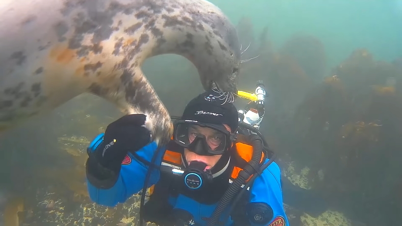 Відео: Дайвер зустрів тюленя, який дуже наполегливо вимагав обіймів