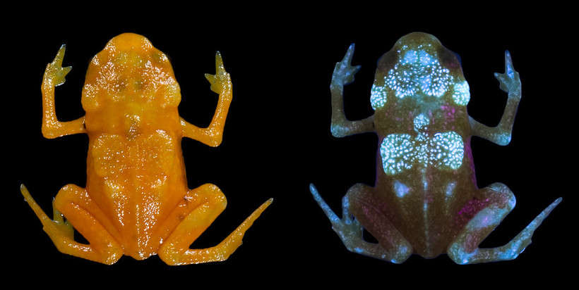 Відео: Навіщо яскраво-помаранчевим жаб ще й світиться скелет 
