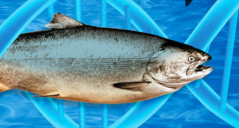 Генетично модифікований лосось скоро з'явиться в Канаді та США