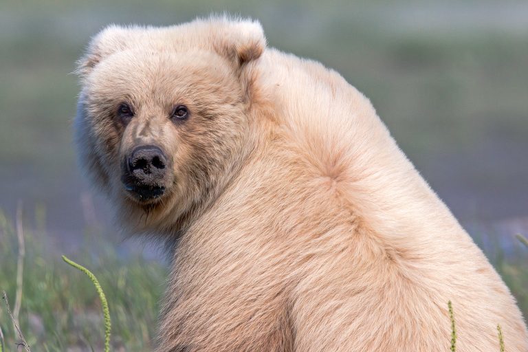 Ведмедя-блондина відобразили на Алясці