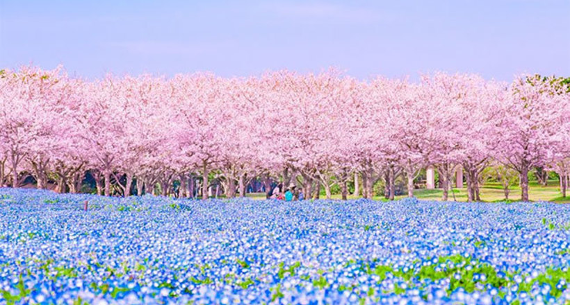 Весняна рапсодія божественної краси: цвітіння сакури і немофіли в Фукуоці