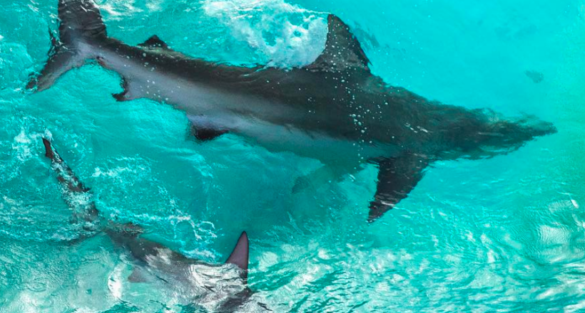 Відважний фотограф зробив неймовірні знімки акул в хвилях
