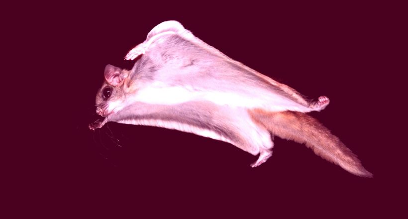 Білки-летяги світяться в темряві: для чого їм такі здібності