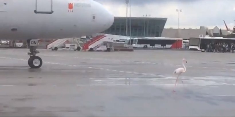 Відео: Фламінго прогулявся по злітно-посадковій смузі аеропорту, влаштувавши переполох