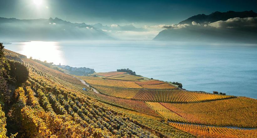 Терасні виноградники Лаво в Швейцарії, які заснували ще древні римляни 