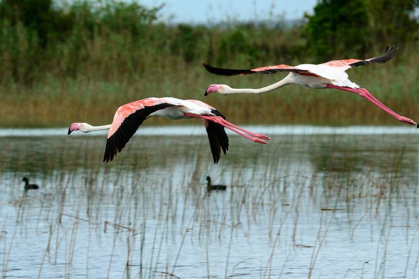 Исимангалисо — рай для птахів і звірів на півдні Африки