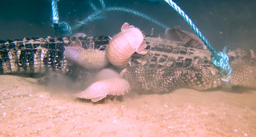 Відео з дна океану: гігантські изоподы обідають алігатором