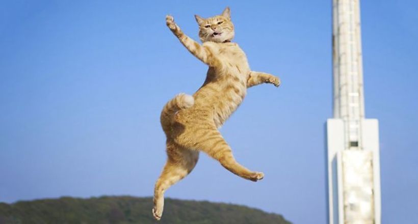 20 знімків запально танцюючих котів, від яких життя стає краще 