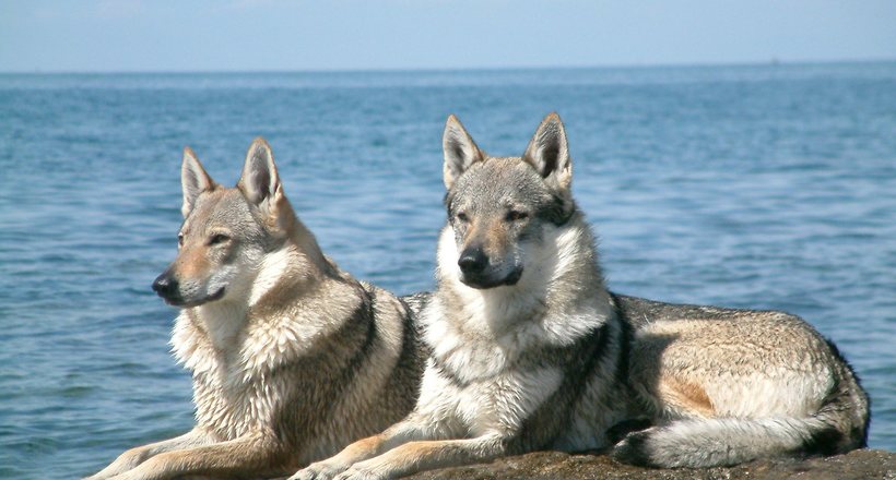 Волкособи: для яких цілей вивели гібридів собак і вовків