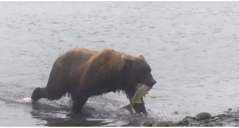 Відео: Ведмедиця несе своїм ведмежатам спійману рибу