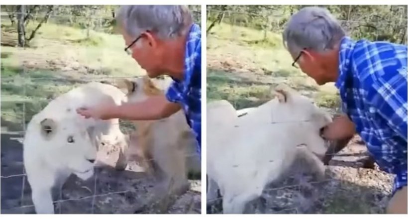 Відео: Чоловік ледь не позбувся руки, вирішивши погладити левицю