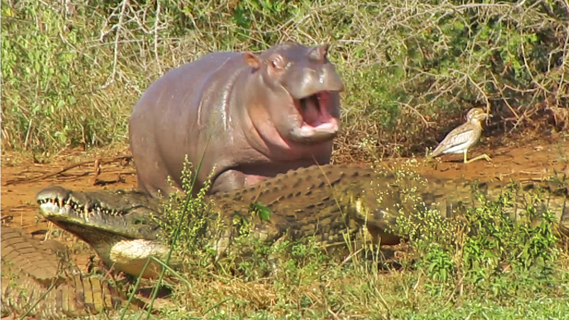 Відео: Маленький бегемот безстрашно грає з крокодилами