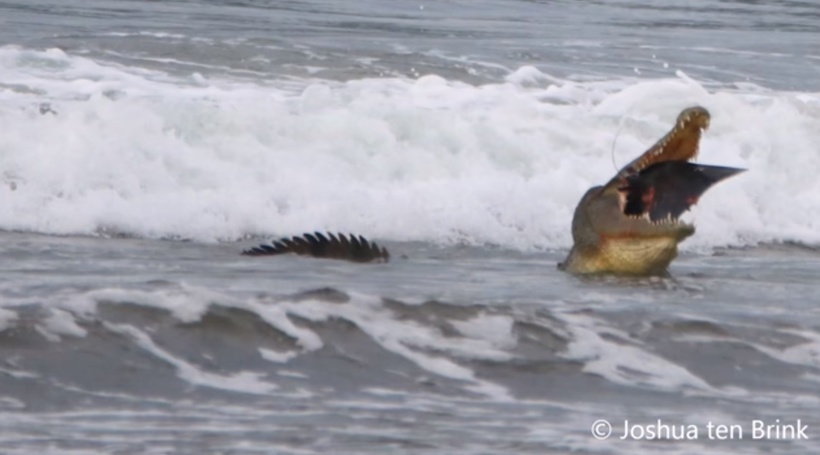 Відео: Крокодил зловив електричного ската недалеко від пляжу Коста-Ріки
