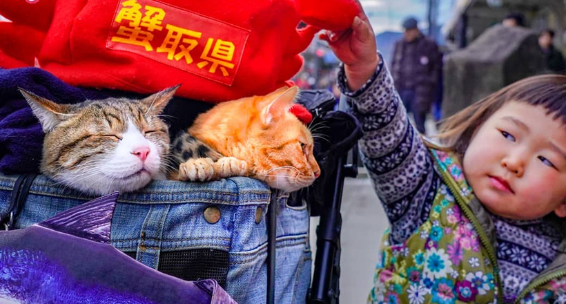 Японець відправився подорожувати по країні з двома котами, і його Instagram ідеальний