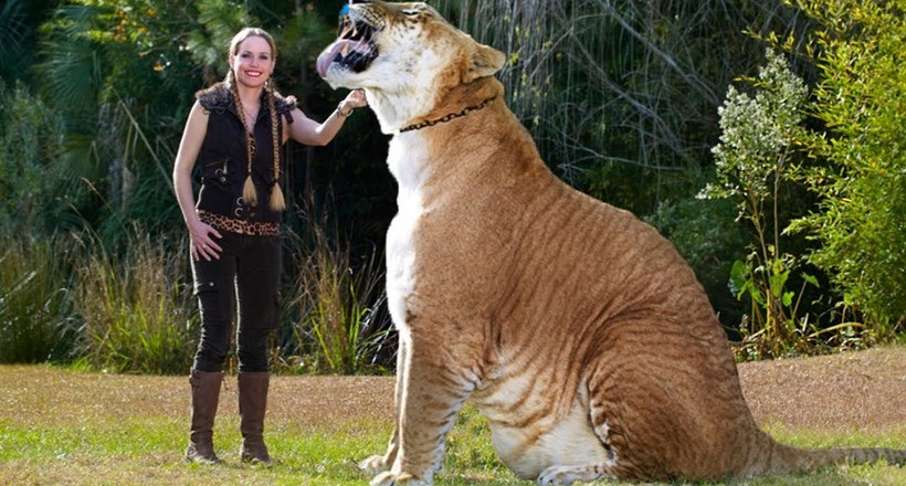 Відео: Не лев і не тигр — гібрид, який вважається самою великою кішкою на планеті