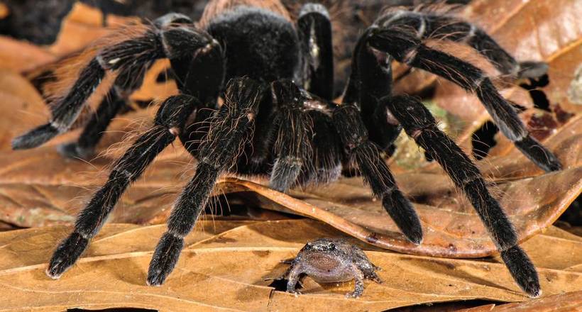 Дружба павуків-птахоїдів і маленьких квакш: навіщо павуки оберігають потенційних жертв