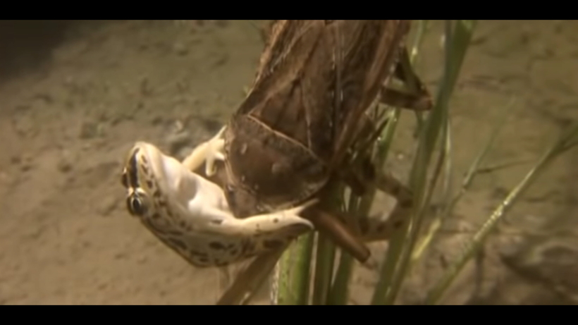 Відео: Гігантські клопи, які полюють на змій, риб і навіть черепах