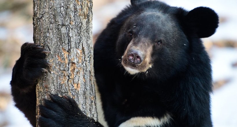 Дивовижний білогрудий ведмідь, який проводить зиму в дуплі на дереві