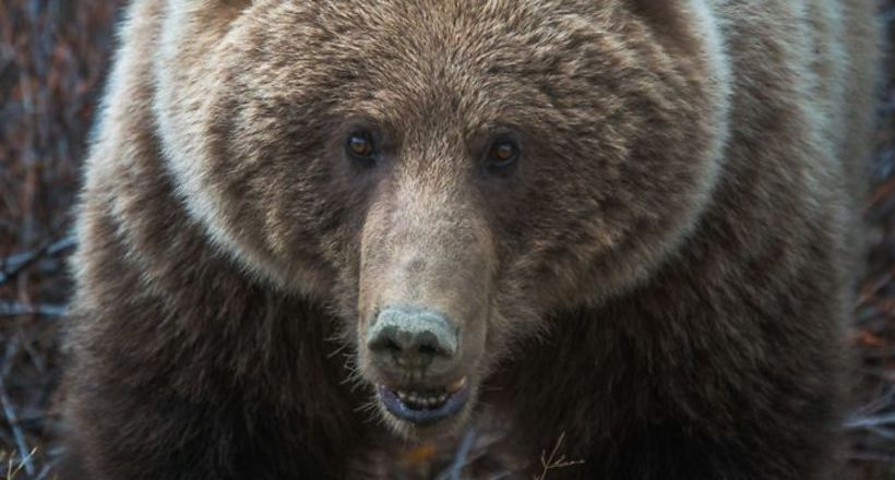 21 фото про складному і прекрасному характер Аляски 