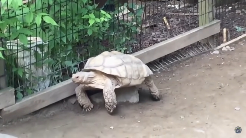 Відео: Черепаха прийшла допомогти застряглій товаришеві, чим викликала захоплення оточуючих