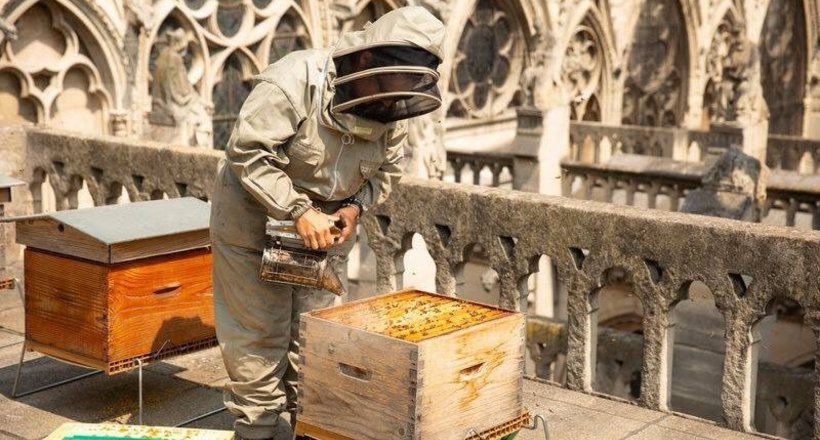 При пожежі в Нотр-Дамі вижили 180 тисяч бджіл, які мешкали на даху