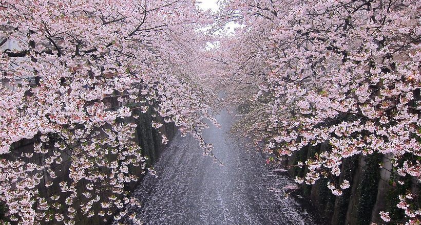 На японський острів Хоккайдо офіційно прийшла весна