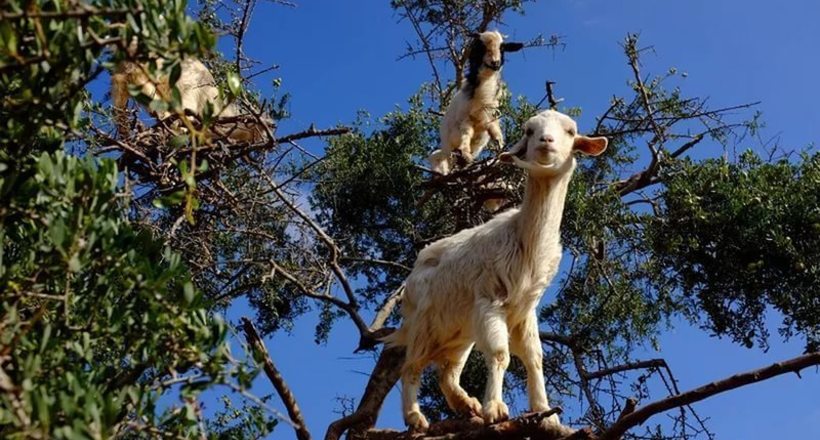 Популярні кози Марокко, які сидять на деревах, виявилися підробкою місцевих