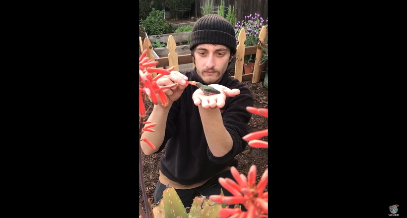 Відео: Справжнє диво — чоловік годує з руки крихітний колібрі