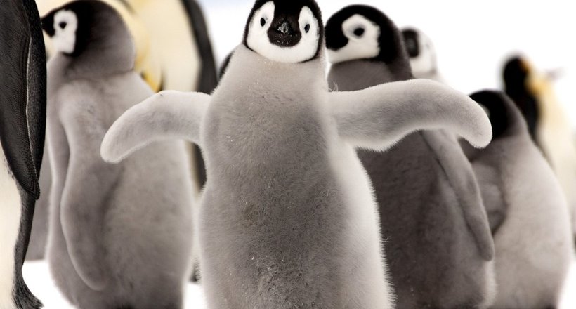 Імператорські пінгвіни постраждали через потепління в Антарктиді