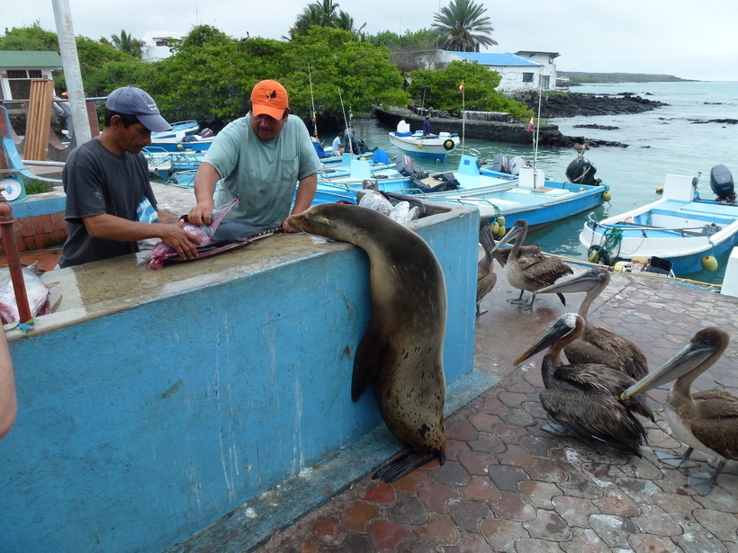 Відео: Пернаті, хвостаті і вусаті жебраки на рибному ринку Галапагоських островів