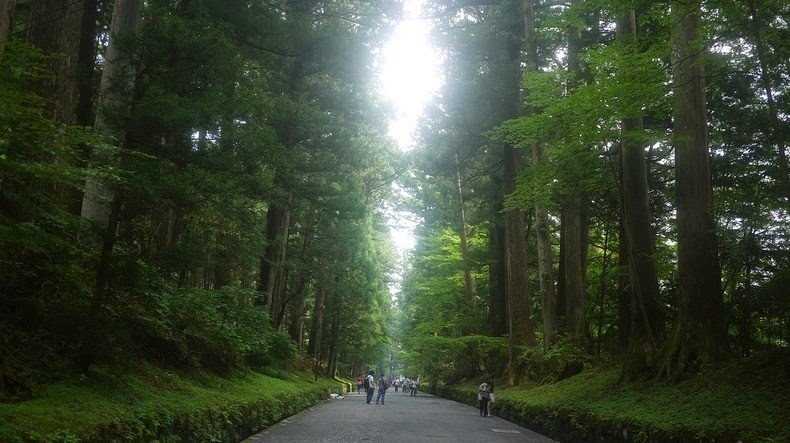 37 кілометрів дерев: кедрова алея Нікко — особливий пам'ятник природи Японії