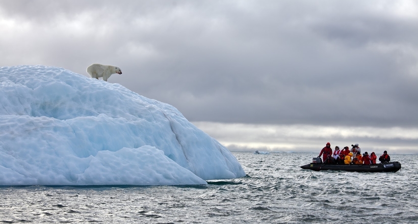 Побачити ведмедів і моржів стане простіше: подорожі в «Російську Арктику» подешевшають