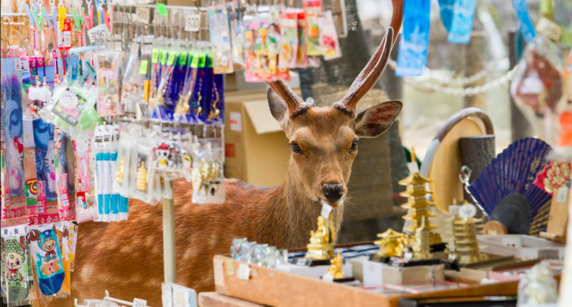 Еко Ісії знімає оленів, які вільно розгулюють по місту Nara
