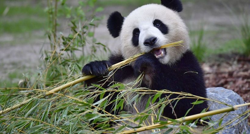 Загадка панд: чому хижі ведмеді перейшли на бамбук