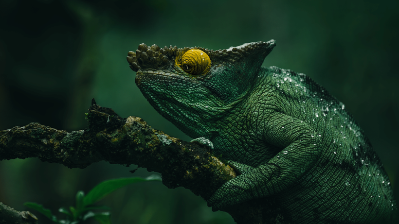 Незвичайної краси портрети ендемічних представників дикої природи Мадагаскару