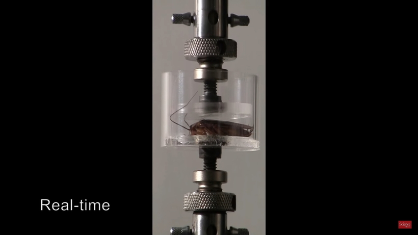 Відео: Чому таргана так складно вбити — вчені з'ясували, в чому секрет їх живучості