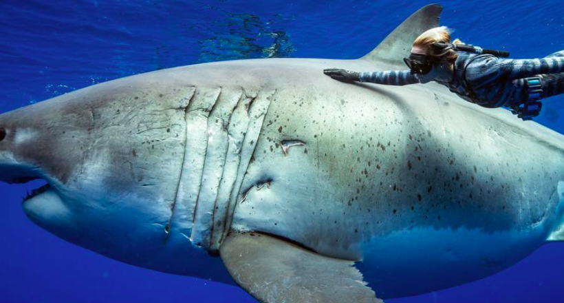 Танці з акулами: неймовірні підводні знімки Хуана Оліфанта