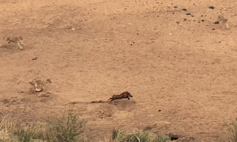 Відео: Як бородавочник поодинці втік від 7 левиць, які швидше його в два рази