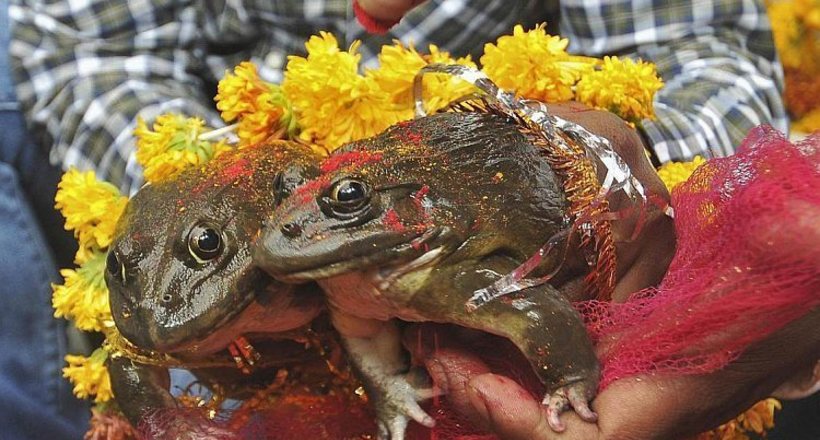 Навіщо індійці влаштовують весілля жабам