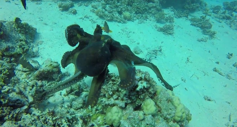 Відео: Люта підводний сутичка восьминога з отруйною змією