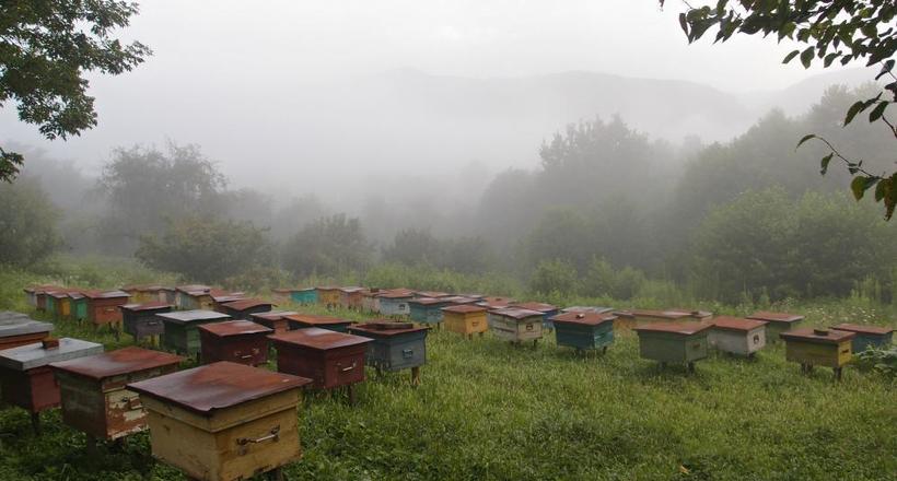 Дивна традиція «розмови з бджолами»: як в Англії притягували удачу