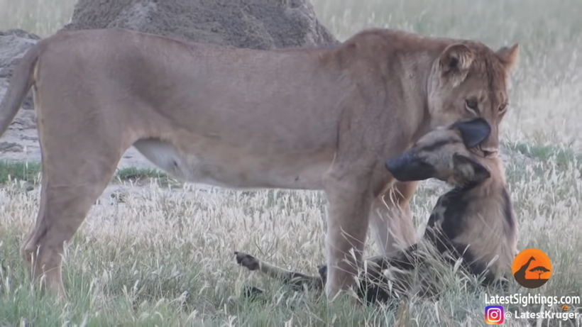 Відео: Як обдурити лева — дика собака прикидається мертвою, щоб врятуватися з пащі