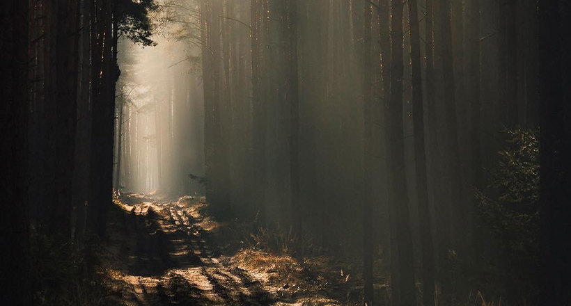 Якуб Венчек знімає польські лісу, демонструючи похмуру сутність природи